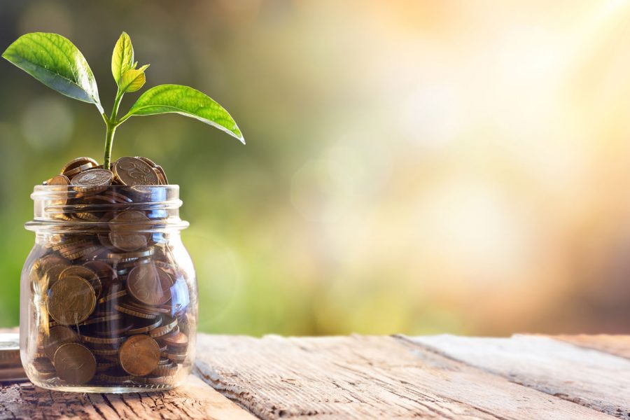 2019 06 Pflanze 2019 06 Pflanze